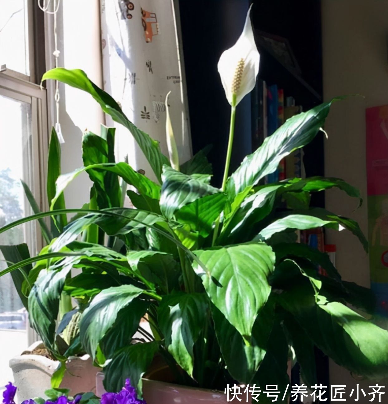 冬天花搬到室内，要记住“三防”，这样才能长势旺盛，开花多