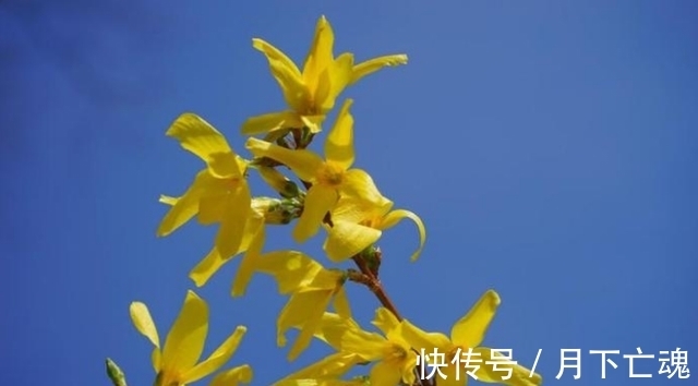 姻缘|7月份，桃花灿烂，爱情余烬复起，与前任仍有姻缘存在的4属相