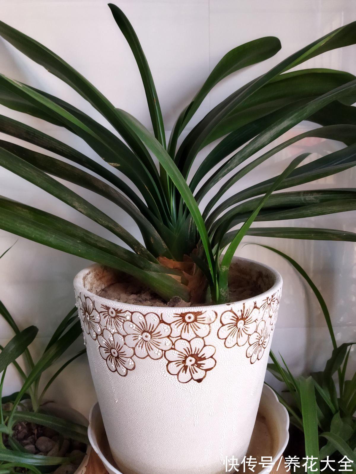 认清君子兰“2个信号”，花箭嗖嗖向外拔，开春就呼呼开花