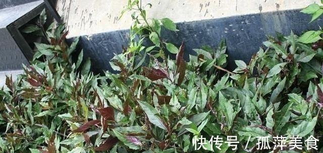 食用量|农村一种野菜，古人称为“补血菜”，食用超千年，现在被认为有毒