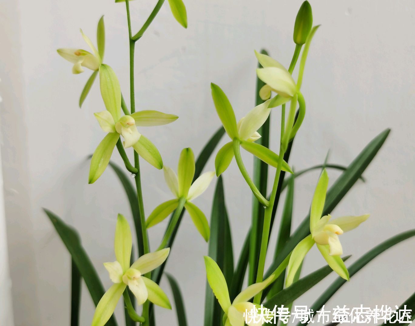 兰花|浇水是门学问，有的人隔三差五勤浇水，兰花最后还是被干死