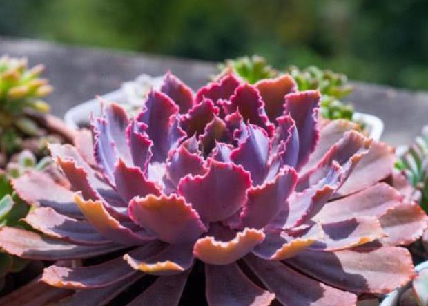 6种多肉个头比脸大，天生就是“巨无霸”，没地盘别养它