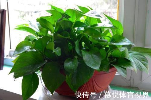 香蜂花|家里一种物质引发白血病,有小孩的家庭注意,3种植物让你更安心