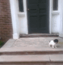 |搞笑段子王:狗狗饿了,看看这车座是不是真皮的