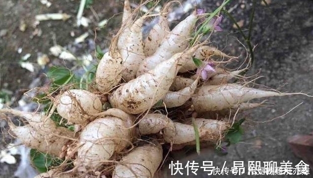 根部|在农村，小时候最喜欢一口吃掉它，据说几乎没有农村娃不认识它
