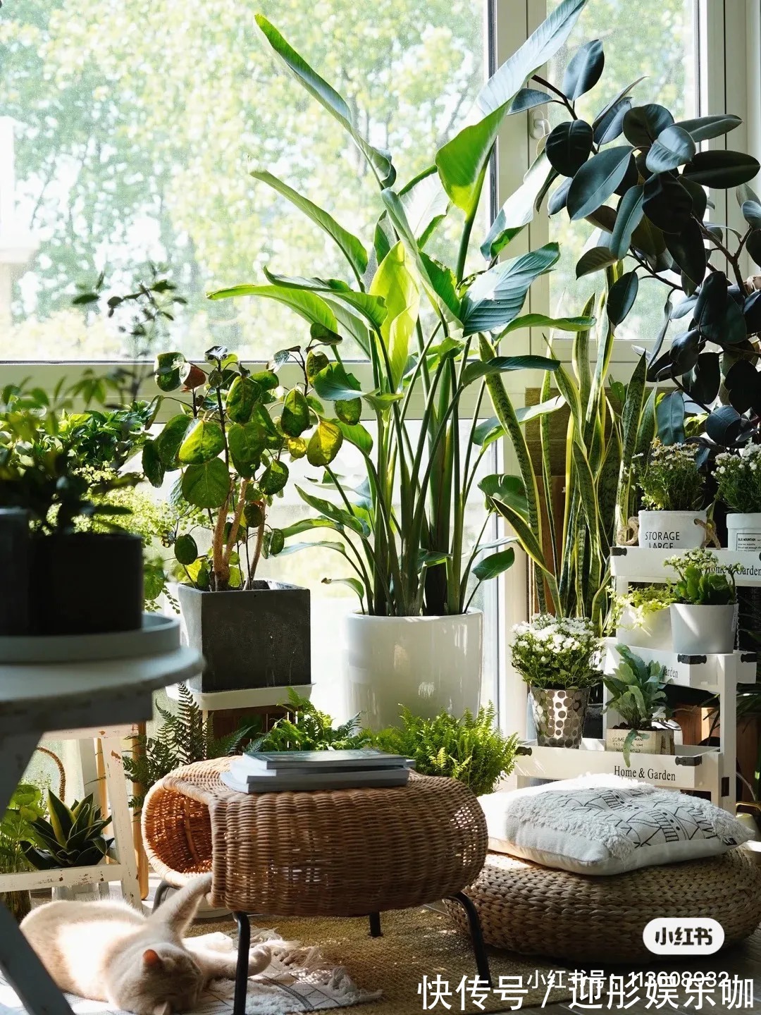 有植物的房子才是理想家!2021最受欢迎“网红绿植”推荐