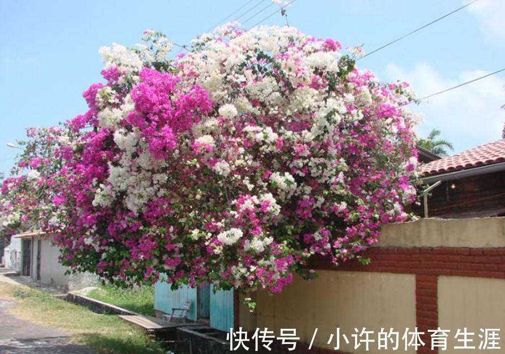 下雪前,5种“漂亮花”赶快修剪,来年爆花,就靠现在