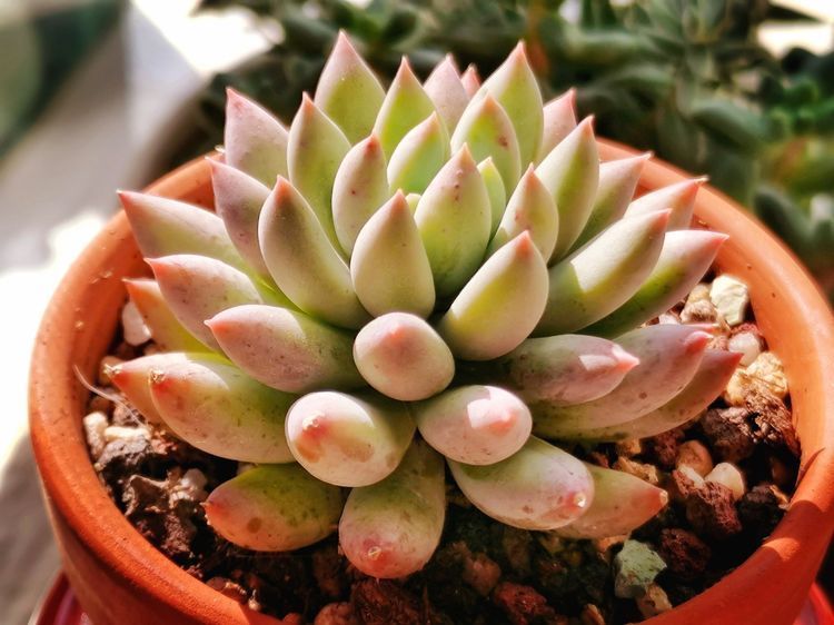 成长|与多肉一起走过的日子，见证多肉的成长过程！