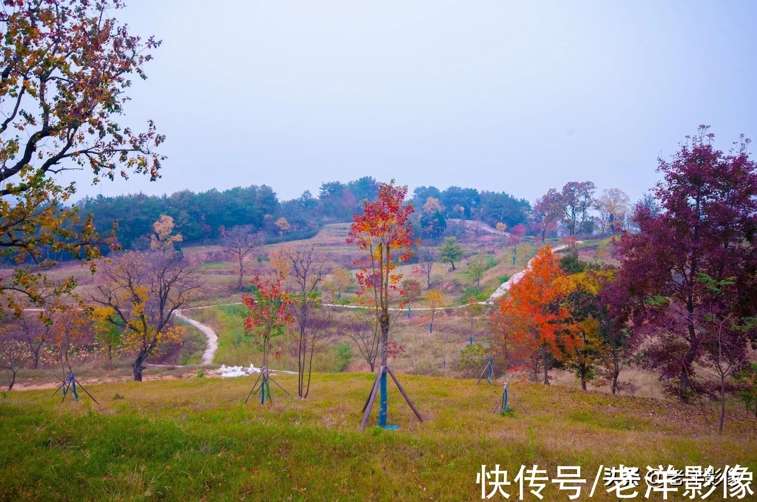 红叶|今年大悟四姑红叶景区色彩丰富了，满山红叶树下多了遍地黄菊花