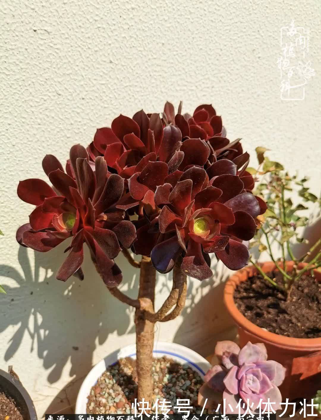 锦晃星|时光不再，人心在，多肉在！