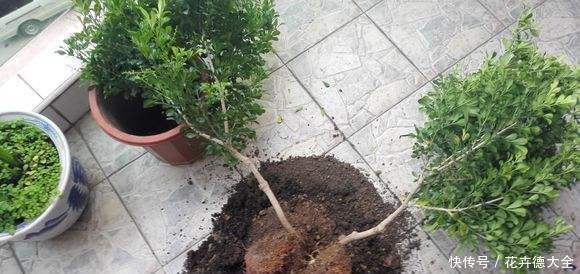 家里养这花,不能乱换盆,掌握几个要点,才能顺利成活!