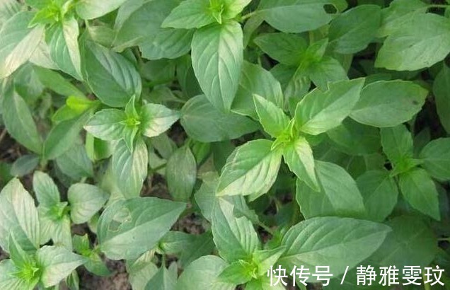 野菜|农村以下3种野菜清热凉血、调中开胃，还能治疗便秘、高血压