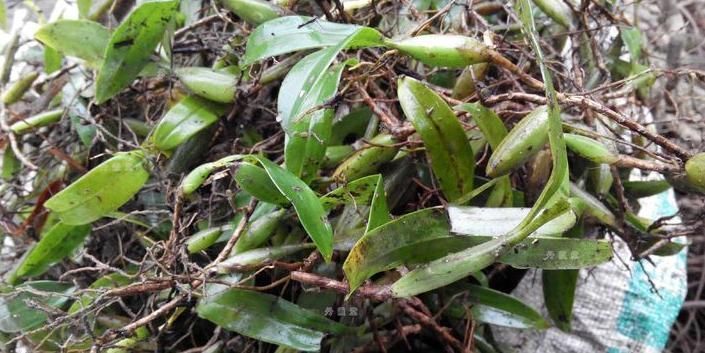 咳嗽|立秋后,肺热咳嗽不止,常用此草煮水,养阴润肺,咳嗽不咳