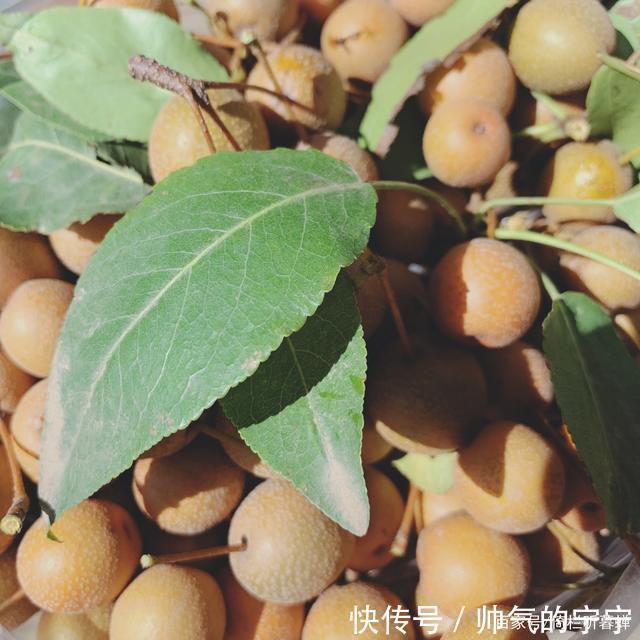 秋韵#【七绝·秋韵】清风伴我不孤行,晨起轩窗有鸟鸣