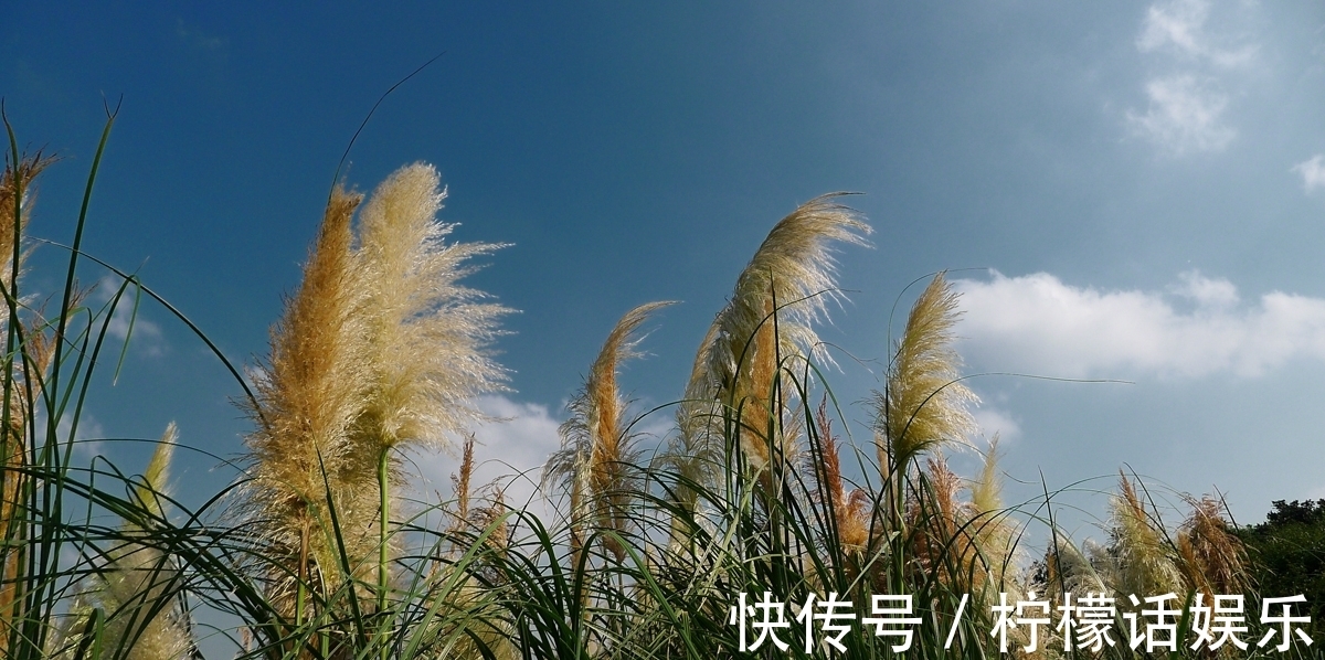 萧萧|秋意落,雁声远,独留孤客挂心间