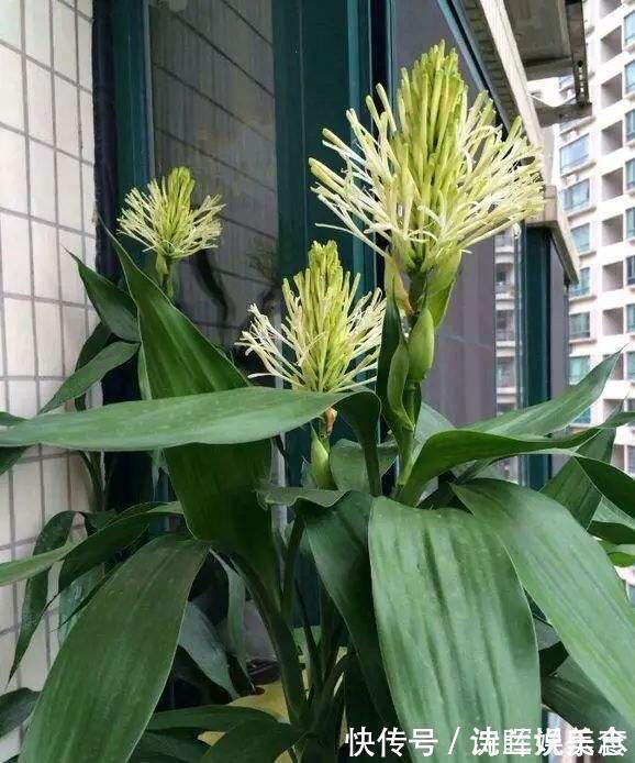 茂盛|水培富贵竹，水里放一点“料”，不黄叶不烂根，油绿茂盛能开花