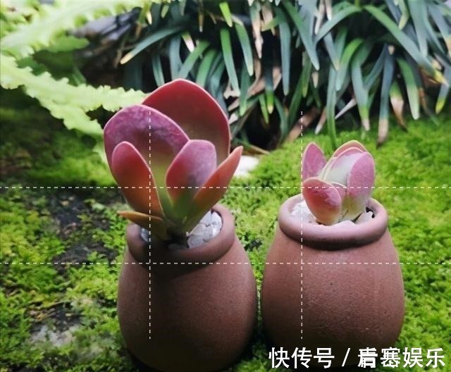 品种|张大哥养肉10多年,总结出4个“耐热品种”,肉迷都喜欢