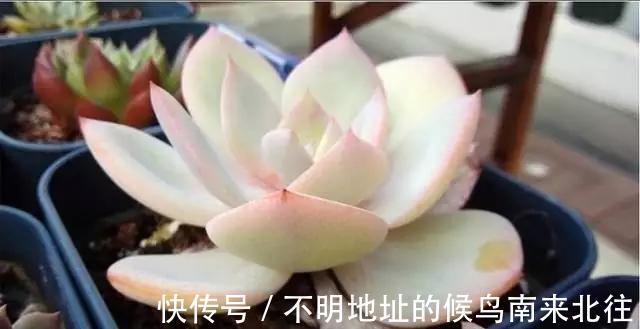 60种多肉图鉴及养护要点，1分钟学会，超全超实用！