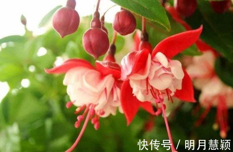 种花|4种花,堪称花界“劳模”,一年四季开花不断,你一定会喜欢!