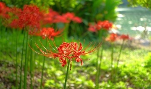 柳蒿|春来野菜香,好吃又养生,下面4种有毒,采挖时需注意,不要误食