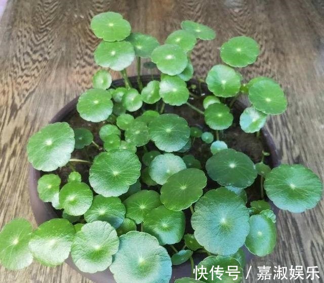 爆盆|让铜钱草“爆盆”很简单，记住3个字剪、肥、水，叶子挤满盆