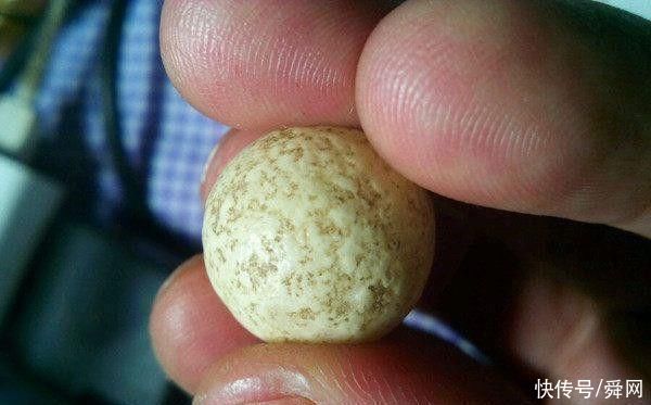  傻眼|懂玉器小伙捡到一颗小石头，傻眼了，上交国家还是自己留着呢?