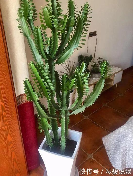 这4款绿植可镇宅辟邪、美化庭院，有钱人盆栽首选，好看又好养