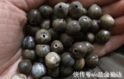 珠子|农家房前屋后一种驯化有近万年历史的野草, 却是农村女孩子的最爱