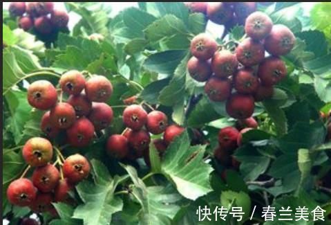 肝功能衰竭|天然“强肝王”找到了，早晚吃两口，修复肝细胞，肝病不来扰