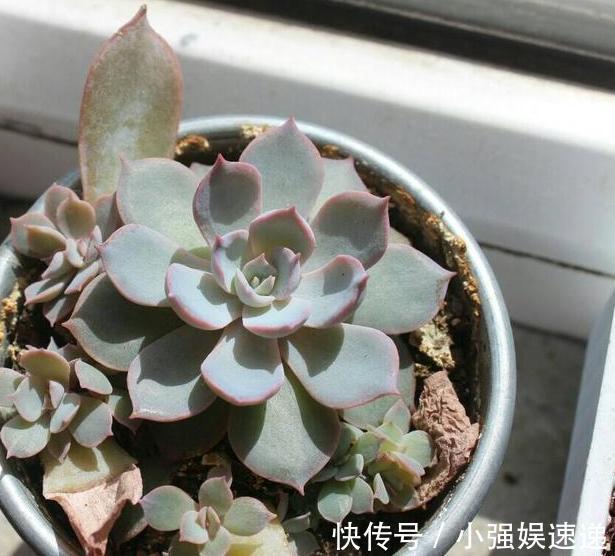 多肉盆栽叶片有''这信号'',记得趁早换盆土,不然来不及抢救