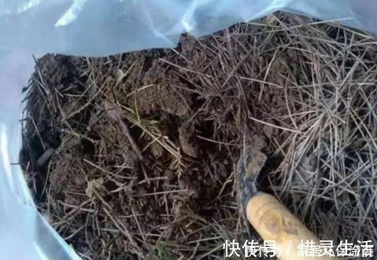 松树有2宝,松果壳、松针,带回家养花,效果比花肥强