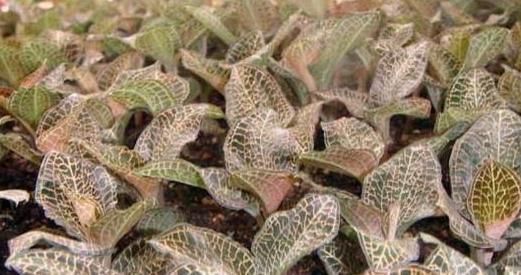 这种野草被称为“软黄金”,农村遍地都是,见到了别踩,价格高