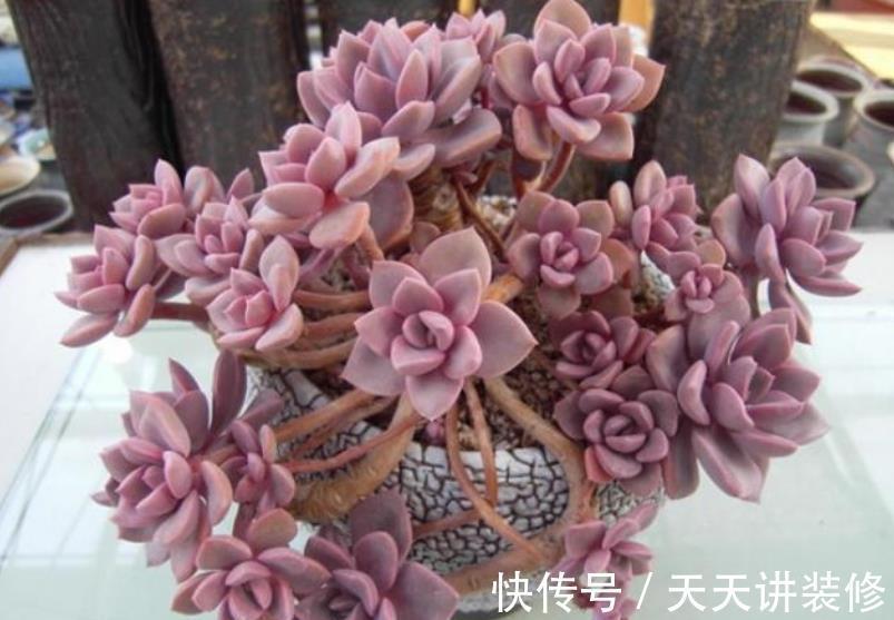 盘点6种适合新手的多肉,皮实好养颜值高,轻松养出好状态