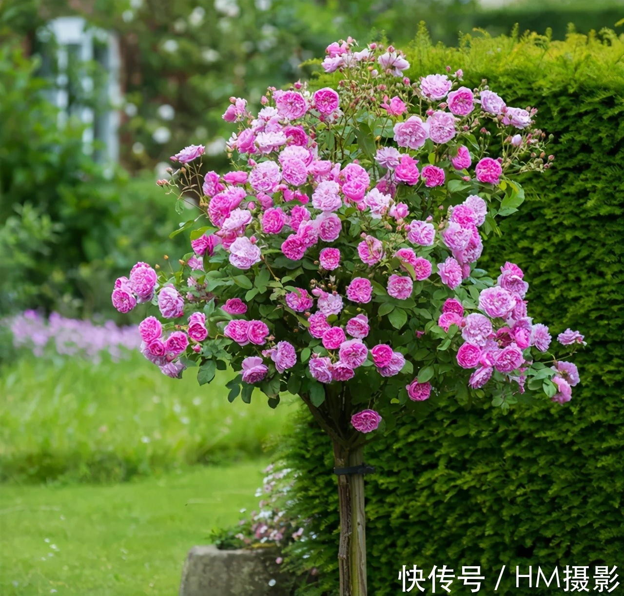 树状|苏州发现一户人家庭院,那叫一漂亮!庭院里香飘四溢!真心羡慕