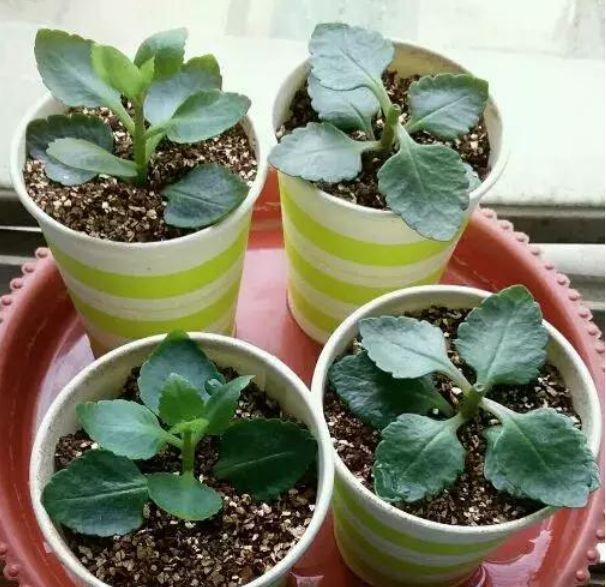 长寿花|2种花,一根枝条插盆里就活,开花漂亮又好养,家家必备