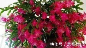 长寿花|王大姐就养“2种花”,入冬就开成“花海”,街坊邻居都说美!
