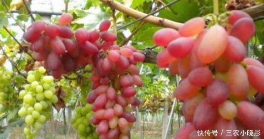 农村|农村一种水果,长得像葡萄但更甜美,在市场上大受喜欢