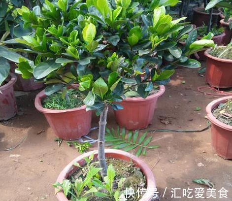 绣球|4种花,再漂亮也不能买,开不几天花,很容就挂了