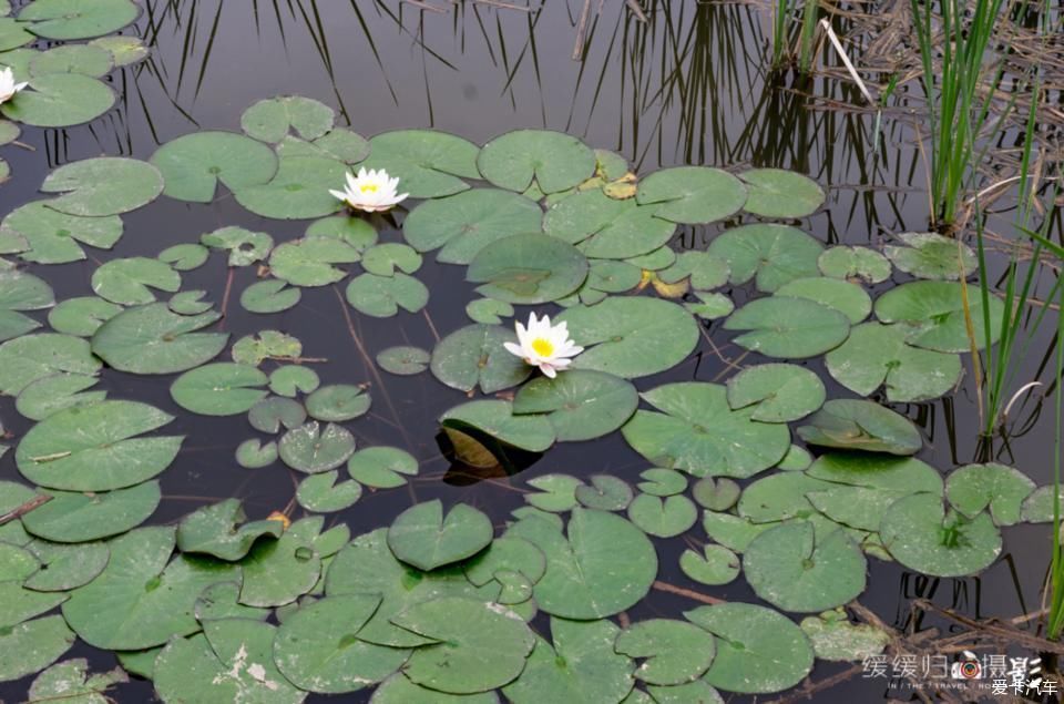 老年|【复苏】走谷雨，开着蓝精灵去凤仪湾玩水看花~~
