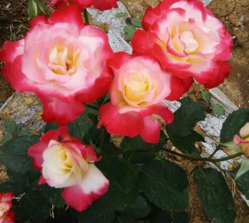 有了它，谁还养绿萝、吊兰！一年四季都能开花，且花大香浓