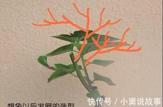 金枝玉叶不能长太高,越矮越值钱,一长高就砍!