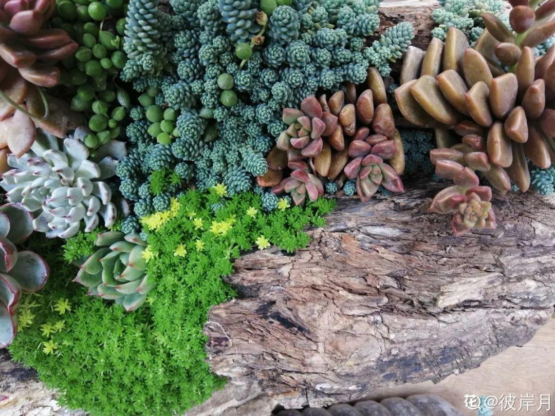 老桩|山上捡个大树桩,火烤一遍种多肉,3天服盆1年变老桩!