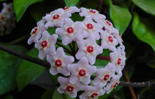 花墙|1种懒人花,丢水里就能活,爬满阳台开成花墙,值得拥有