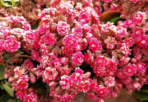 花卉|2种懒人花,光照不好也能开爆盆,是阳台盆栽佳品!