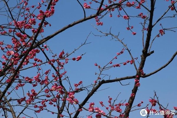 郊野公园|心想游，心想有，心享游 篇二十一：上海人少景美赏春处，嘉北郊野公园