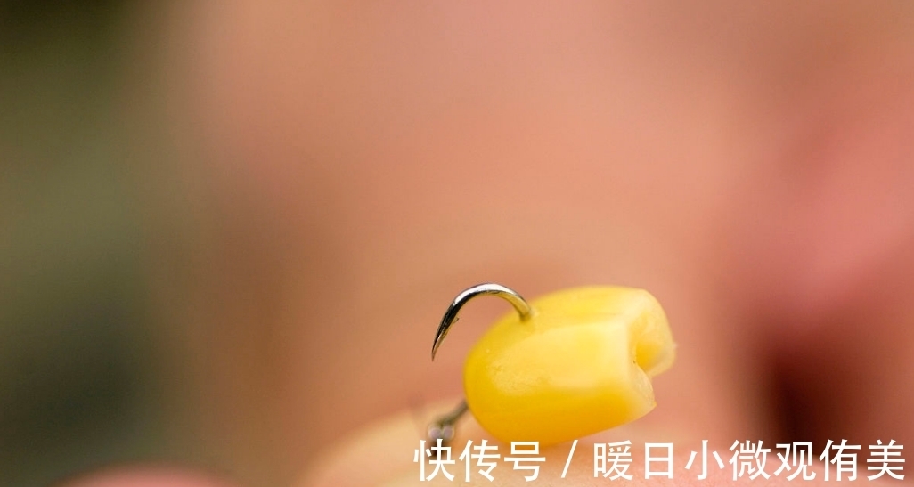 大鱼|嫩玉米挂钩,再配合“带漂远投”的技巧,人群中“抢鱼”特容易