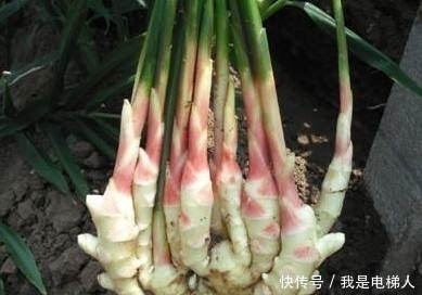 江山|媳妇用生姜做盆栽,邻居们都笑她,结果给我打下一片“江山”