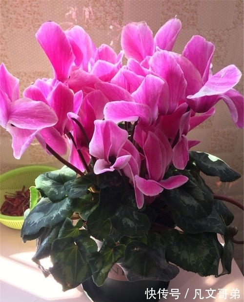 秋冬仙客来的养护用对方法,可能会一直开到夏天