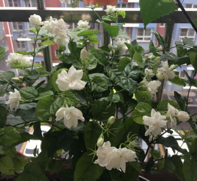 磷酸二氢钾|茉莉花还不开花赶紧做这一步,开花多一倍,满屋飘香