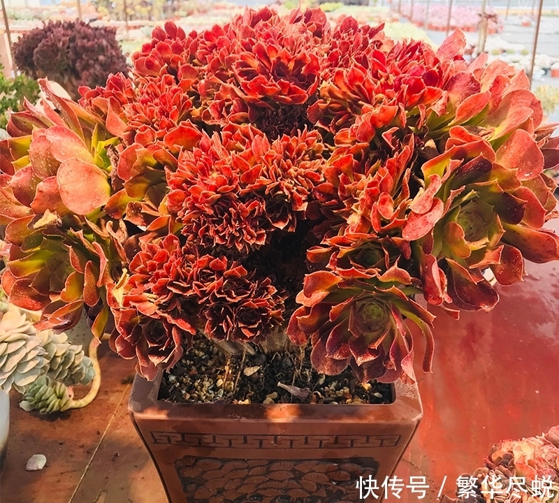 根系|夏天多肉千万别暴晒,除非看了这篇文章,不然多肉化水了